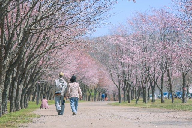 4月北海道　服装のポイント　北海道の桜並木を歩く人