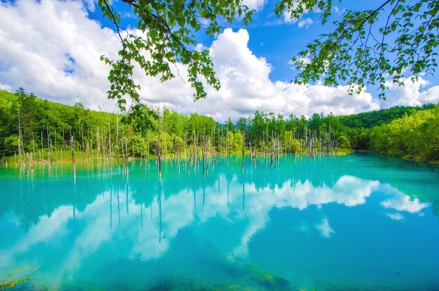 北海道　絶景スポット　美瑛町　白金青い池