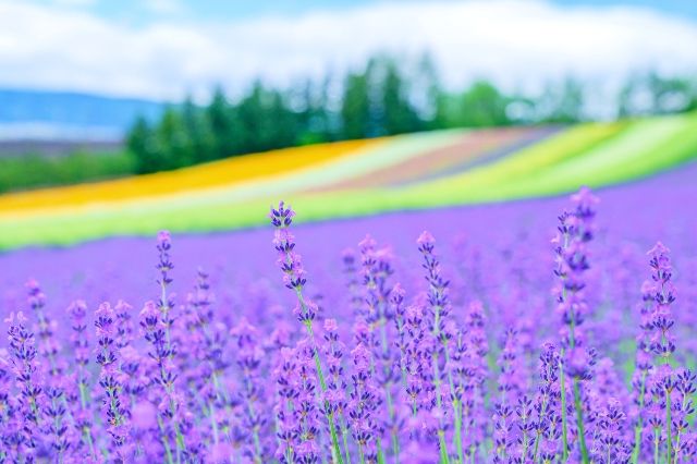 北海道　絶景スポット　富良野のラベンダー畑