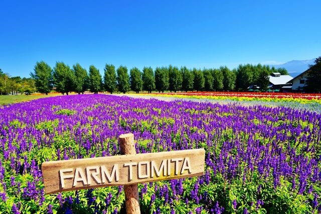 北海道　絶景スポット　富良野　ラベンダー畑