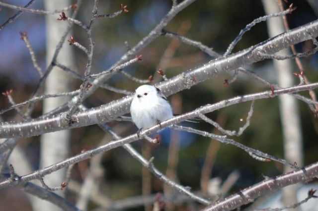 2月北海道熱門活動排名