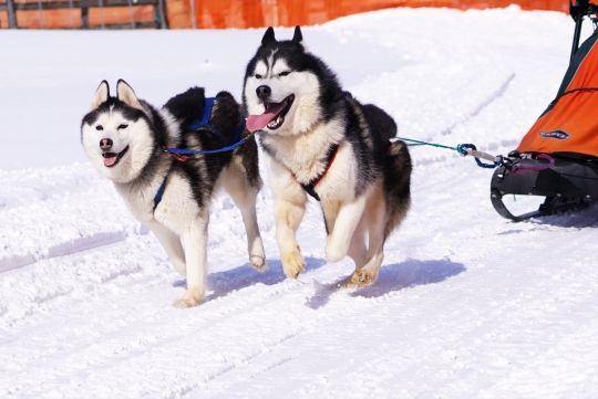 Dog sledding in Eniwa, Hokkaido