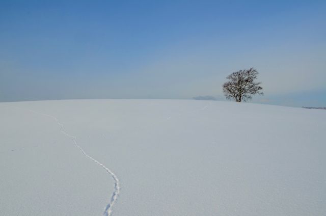 Reasons why traveling to Hokkaido in January is recommended 1.