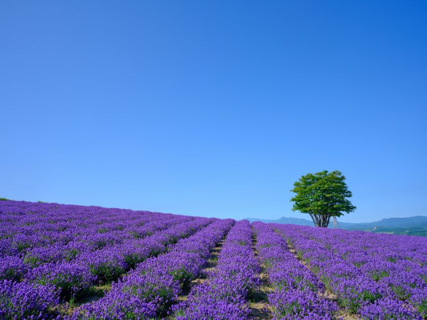 hokkaido furano sunrise park lavender field summer
