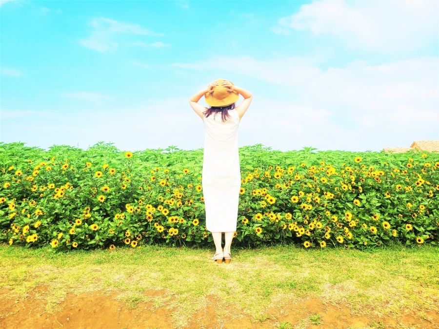 홋카이도 여름 해바라기 밭 여성 밀짚 모자