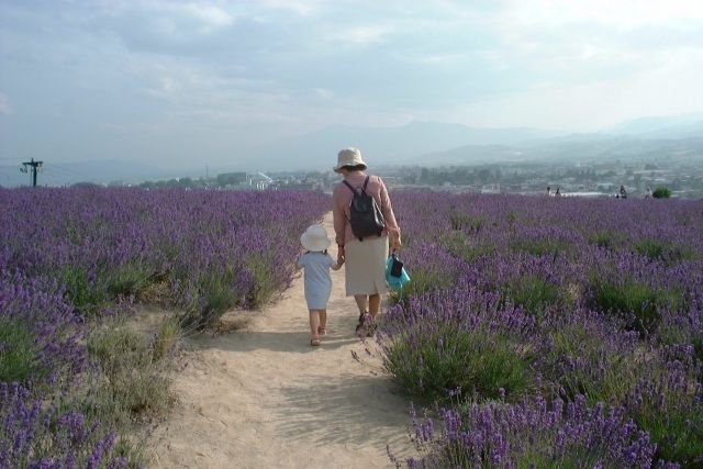 hokkaido june grandma and grandson lavender field