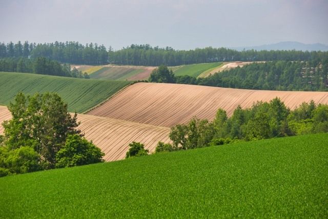 Hokkaido Biei June patchwork path early summer