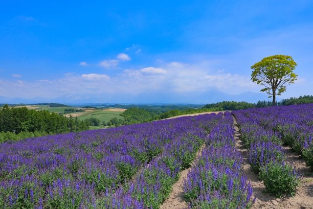北海道　四季彩の丘　サルビアの花畑