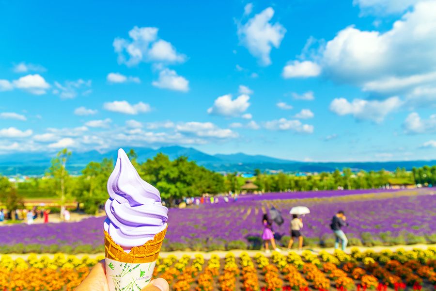 北海道　富良野　ファーム富田　ラベンダー畑　色とりどりの花畑　人気のラベンダーソフトクリーム　カフェフードメニュー