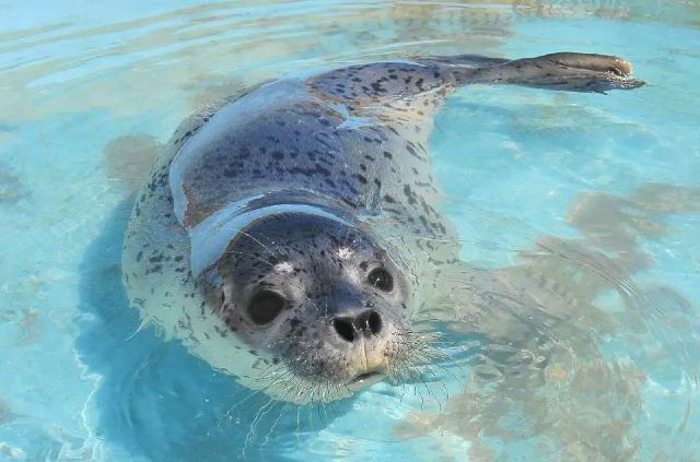 北海道・小樽市　子連れ旅行　おすすめ観光スポット　おたる水族館　あざらし