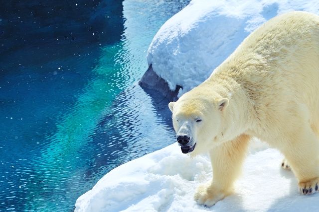 北海道・札幌市　子連れ旅行　おすすめ観光スポット　札幌市円山動物園　ホッキョクグマ