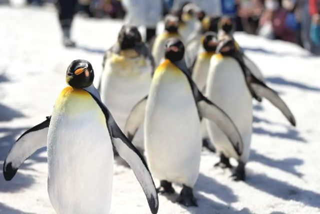 北海道・旭川市　子連れ旅行　おすすめ観光スポット　旭山動物園　ペンギン