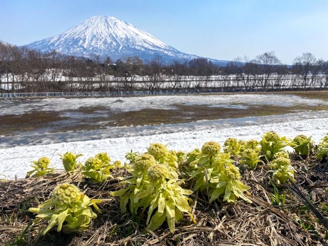 北海道羊蹄山和春天發芽的款冬