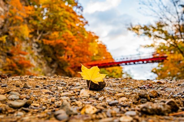 染上秋色的北海道定山溪