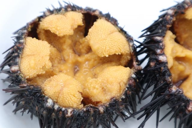 Fresh sea urchin from Hokkaido