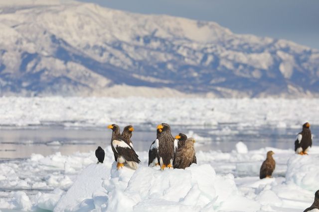 Drift ice และ Steller's sea eagles และ white-tailed eagles บนคาบสมุทร Shiretoko นอกชายฝั่ง Rausu, Hokkaido