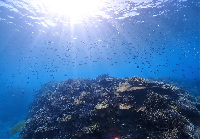 Okinawa remote island "Iheya Island Yonezaki" Iheya Island diving experience
