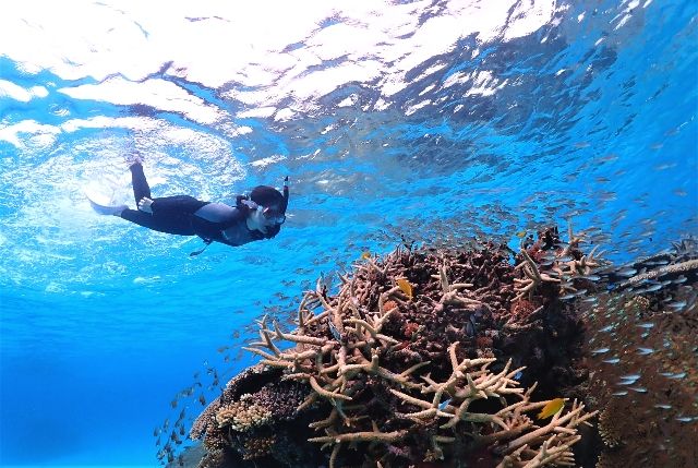 Okinawa remote island "Iheya Ai Land Yonezaki" Iheya Island snorkeling experience