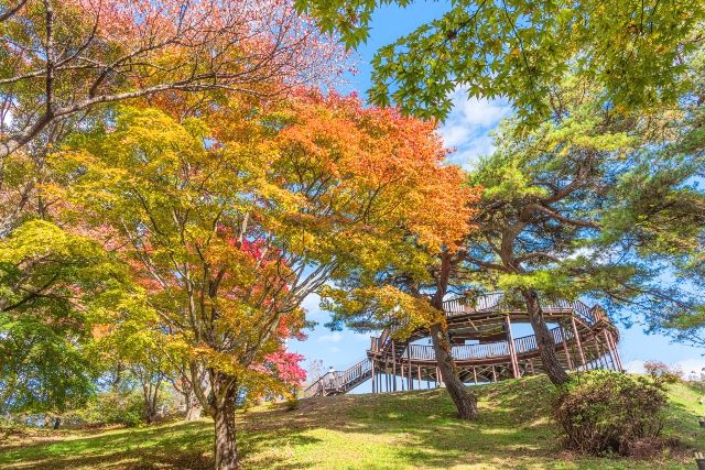 秋天的上野山公園“心跳甲板”