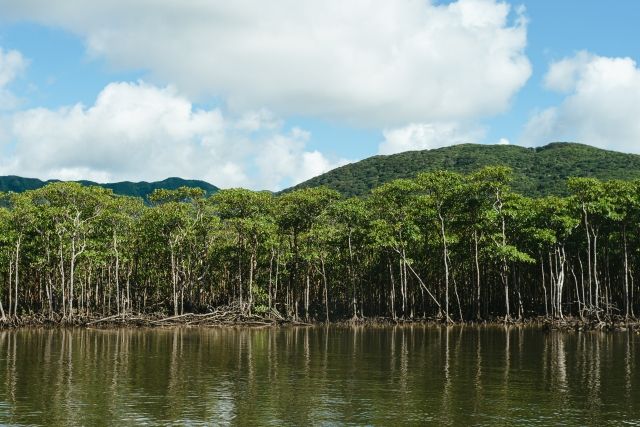 Okinawa, Iriomote Island, Nakama River Mangrove Forest
