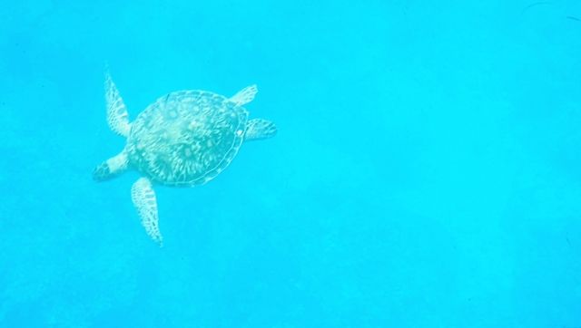 Sea turtles swimming in Kabira Bay in Ishigaki Island, Okinawa