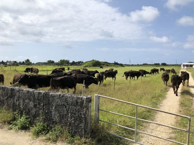 沖繩黑島吃草的乳牛