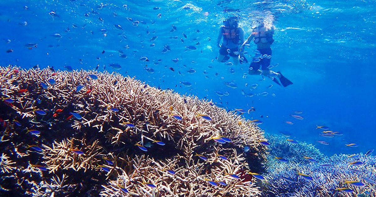 西表島 シュノーケリング｜予約ランキング＆おすすめツアーの画像