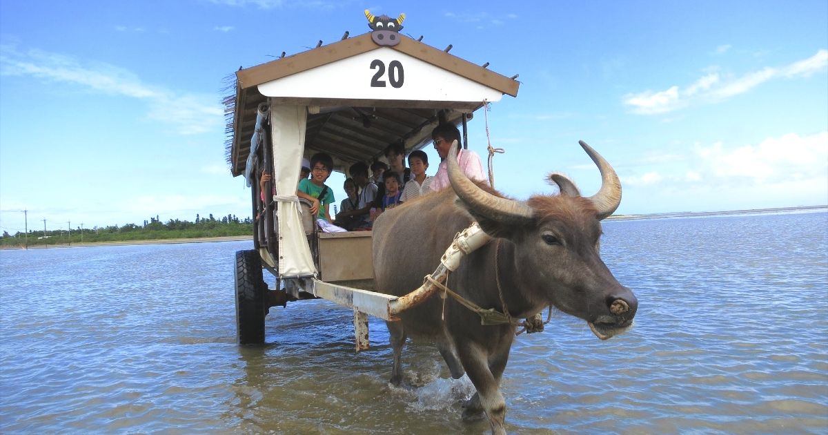 Iriomote Island and Yubu Island Water Buffalo Carriage Tour Reservations & Recommended Rankings