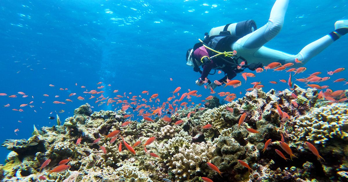 เกาะอิชิงากิ ดำน้ำ รีวิวและร้านค้าแนะนำ ปลาเขตร้อน ปลาหลากสีสัน แนวปะการัง ดอกไม้ทะเล