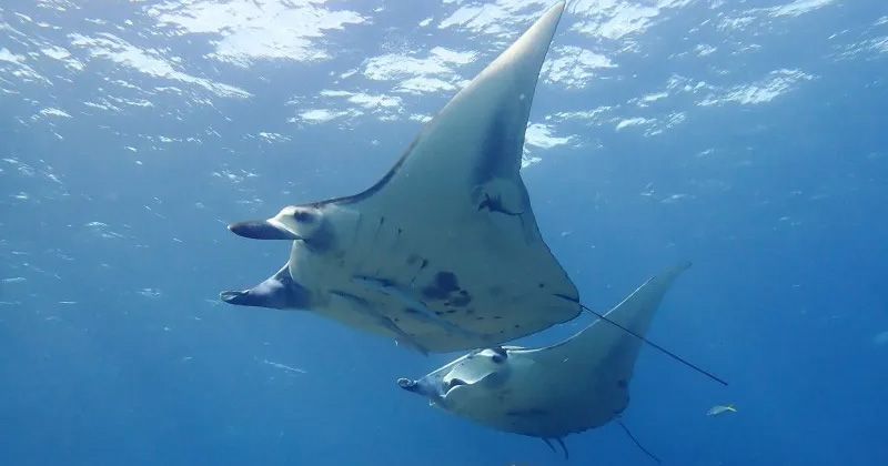 When can you see manta rays in Ishigaki Island? A comprehensive guide to the chances of encountering them and recommended snorkeling and diving tours!