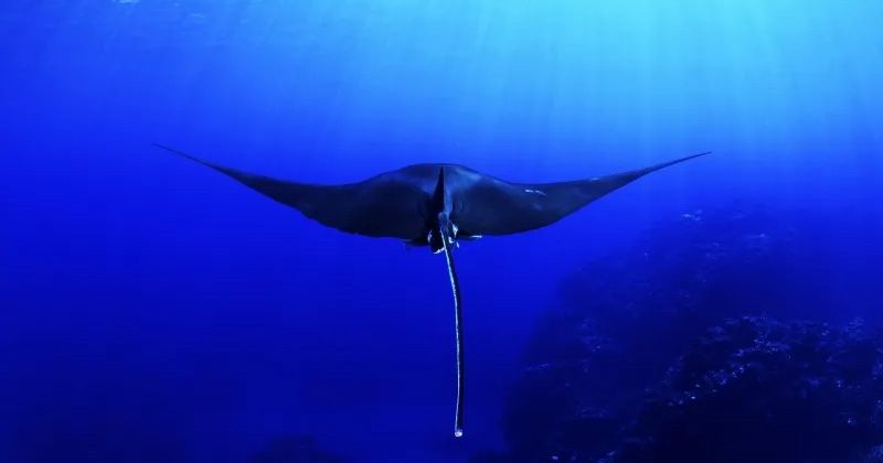 日本でマンタが見れる場所│沖縄・石垣島のマンタスポットのダイビング・シュノーケルおすすめ体験ツアーを紹介！