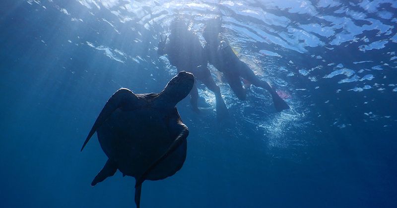 รายชื่อร้านค้าแนะนำการดำน้ำตื้น(Snorkeling) เกาะอิชิงากิและอันดับทัวร์ยอดนิยม