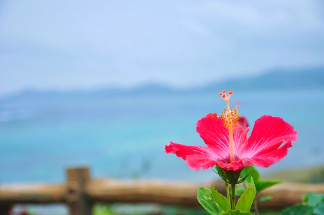 ดอกชบาเปียกฝนบนเกาะอิชิงากิ