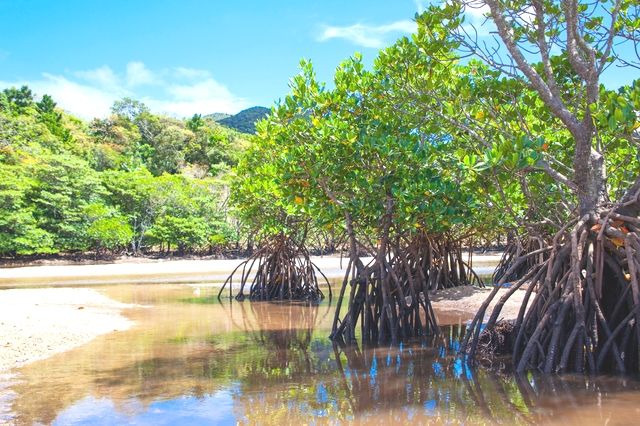 Ishigaki Island Fukido River