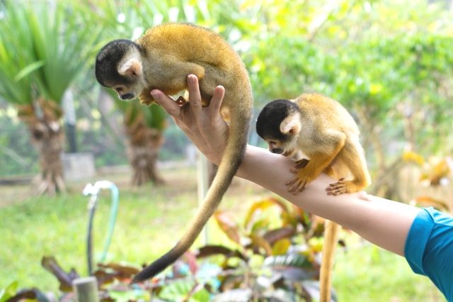 Squirrel monkeys at Ishigaki Yaima Village