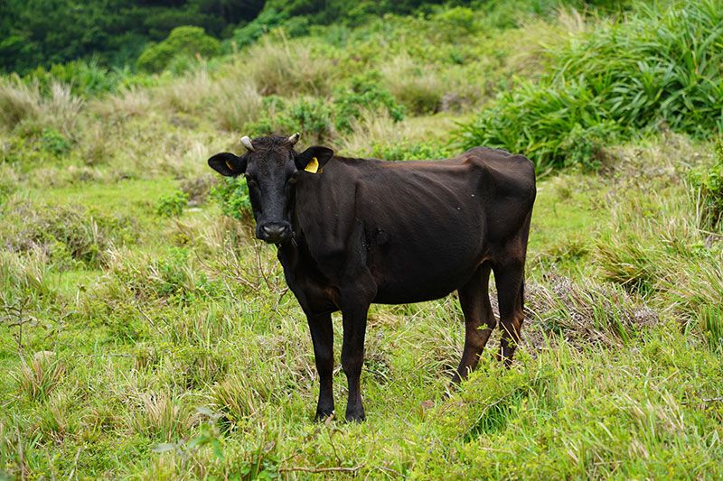平久保半島エコロードとは？車・レンタカーの所要時間とバギー体験おすすめツアー&レビュー・口コミ紹介！
