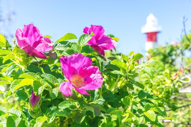 Ishikari, Hokkaido, Hamanasu Hill Park and Ishikari Lighthouse