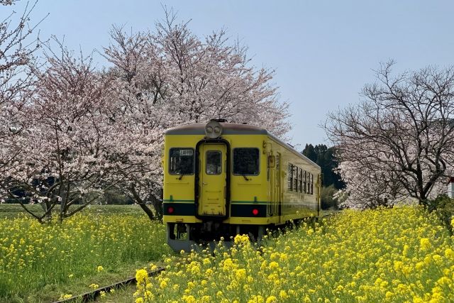 Isumi Railway in Chiba Prefecture runs between cherry blossoms and rape blossoms