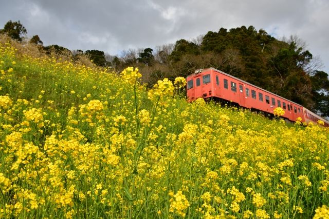 千葉・いすみ鉄道と菜の花