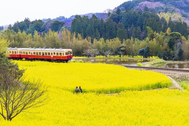 Chiba Isumi Railway and rape blossom field