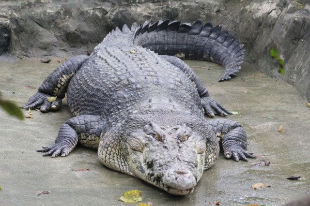 體驗動物園