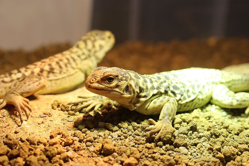 體驗動物園