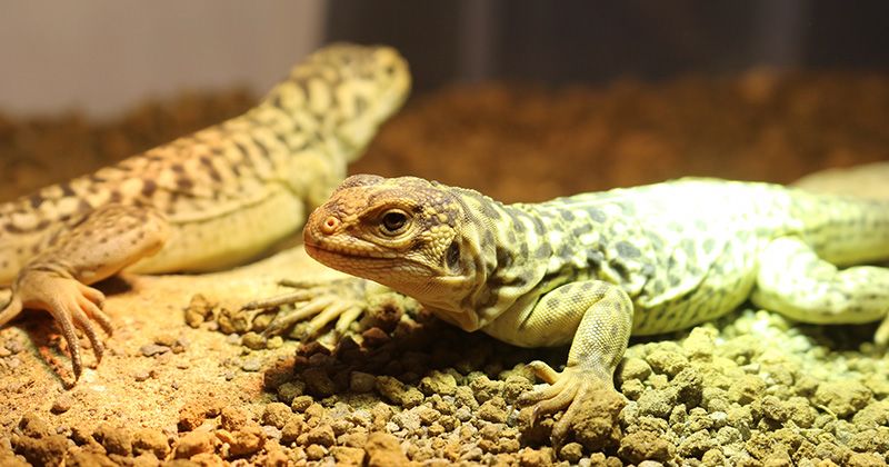 互動式動物園izoo優惠票現已發售！透過口碑和評論來查看聲譽！的影像