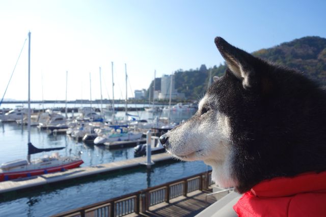 熱海　熱海親水公園と犬　黒柴　伊豆　犬連れ