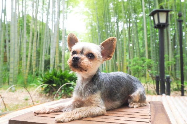 伊豆　竹林とヨークシャテリア　犬連れ　