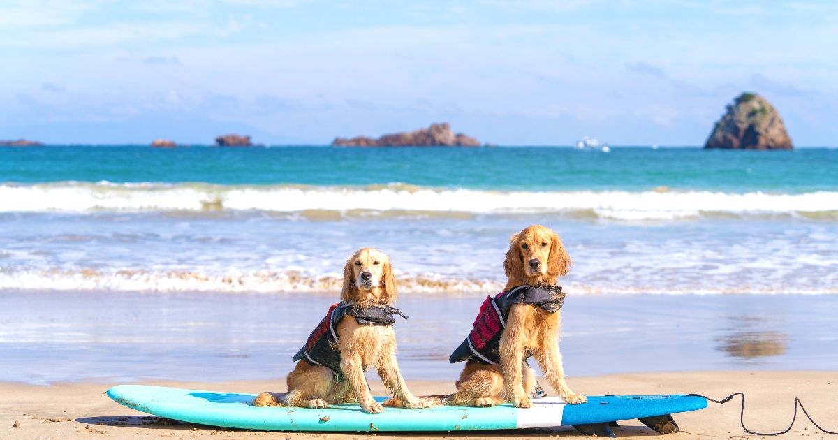 伊豆 犬連れOKの体験＆おすすめランチスポット