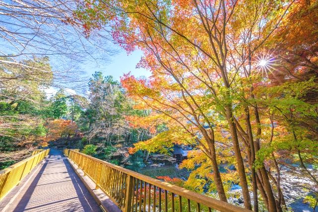 伊豆　穴場スポット　秋の湯ヶ島温泉　紅葉