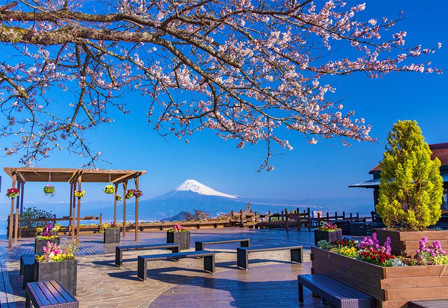 葛城山　静岡　伊豆パノラマパーク　見どころ　おすすめポイント　山頂エリア　碧テラス　春　桜　展望デッキ　富士山