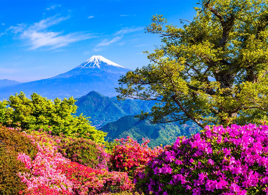 葛城山　静岡　伊豆パノラマパーク　見どころ　おすすめポイント　山頂エリア　絶景＆美しい自然　ツツジ咲く葛城山から富士山