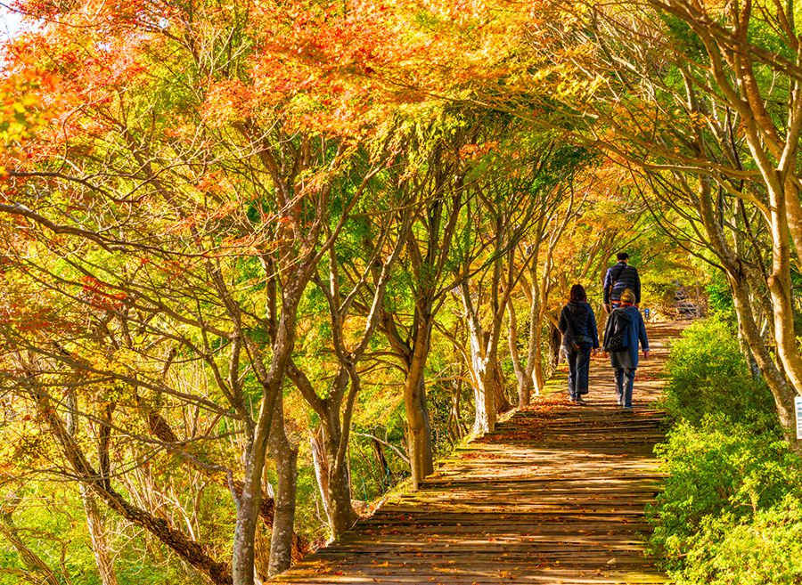 葛城山 靜岡 伊豆全景公園 亮點 推薦景點 美麗的紅葉 秋日散步 木板路